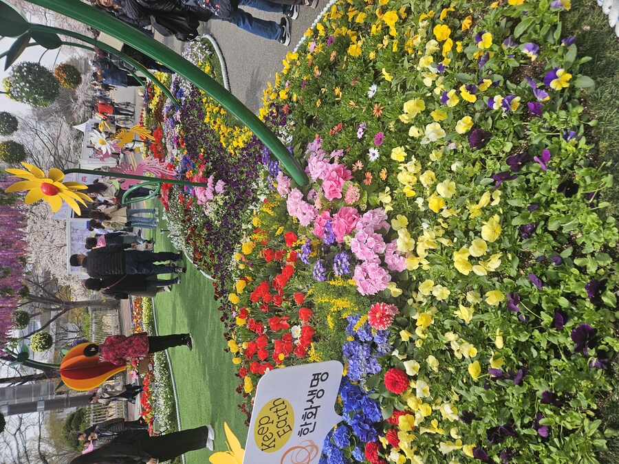 2025 서울 영등포 벗꽃 축제_2.jpg