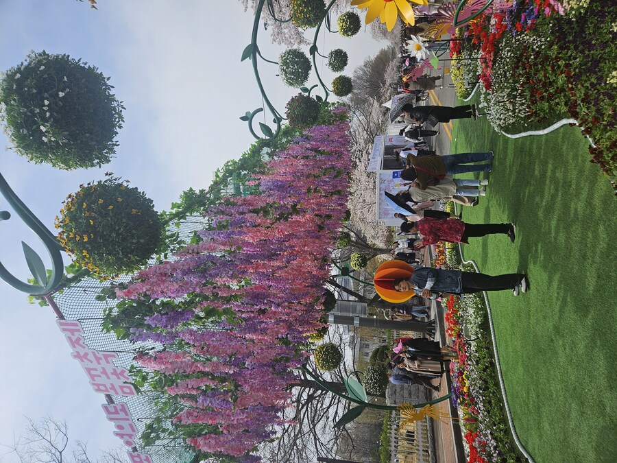 2025 서울 영등포 벗꽃 축제_3.jpg