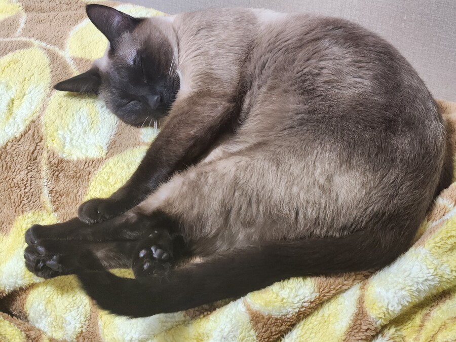 뭔가 자는 모습이 짠했던 아깽이는..._2.jpg