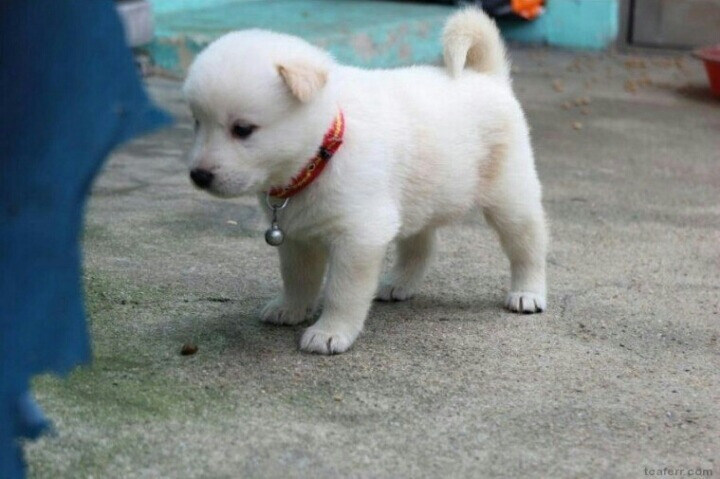 시골 강아지의 정석_2.jpg