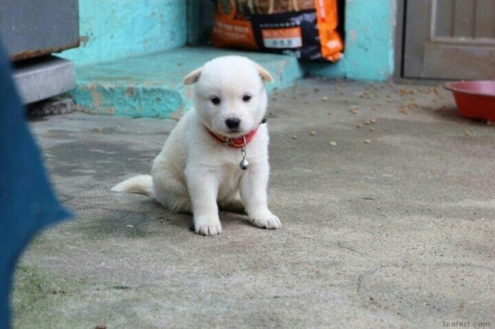 시골 강아지의 정석_3.jpg