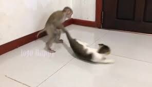 원숭이 아저씨의 대모험_25.jpg