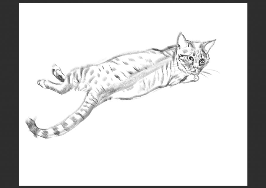 우리집 고양이 보고가셈_3.jpg