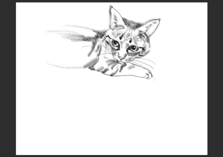 우리집 고양이 보고가셈_7.jpg