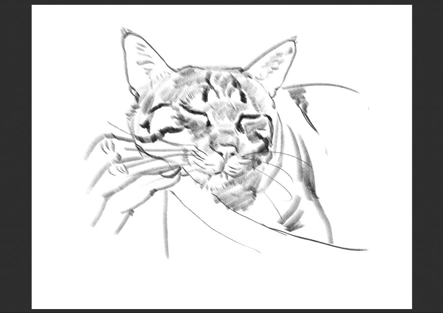 우리집 고양이 보고가셈_12.jpg