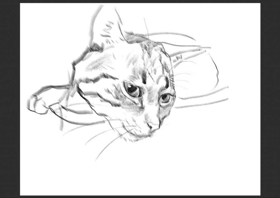 우리집 고양이 보고가셈_14.jpg