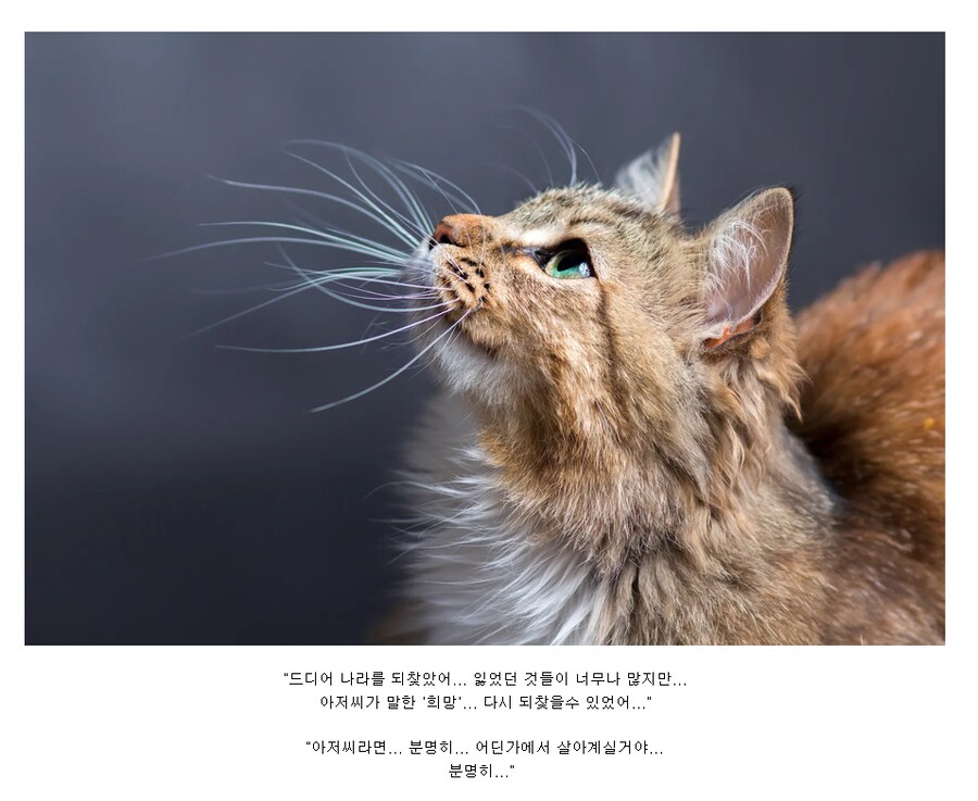고양이 왕녀와 원숭이 아저씨 진엔딩.JPG_1.png