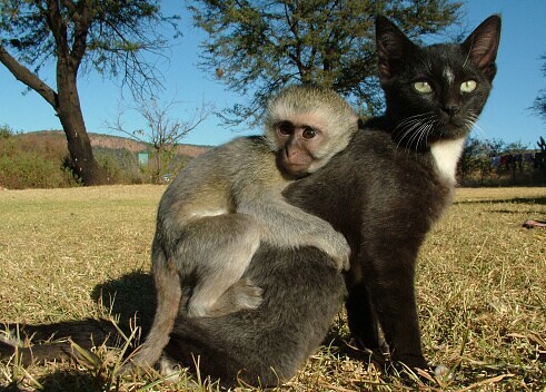 원숭이 아저씨의 대모험_116.png