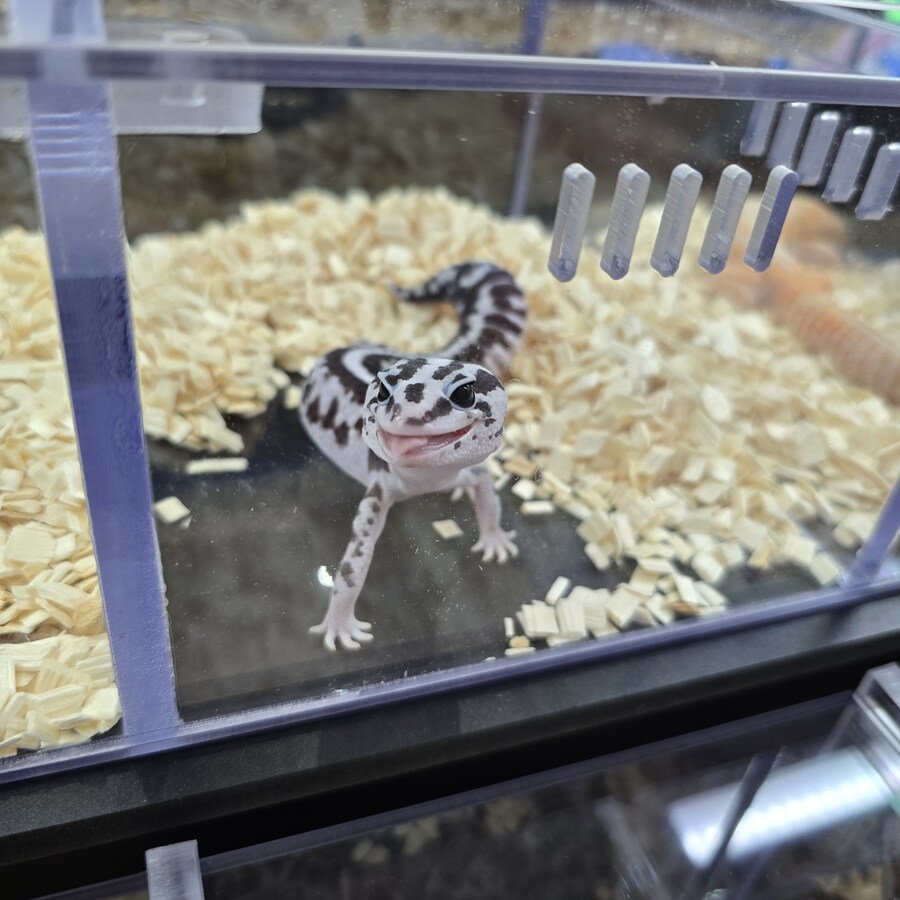 오늘 수원에서 하는 이색애완동물 박람회 다녀왔습니다._5.jpg