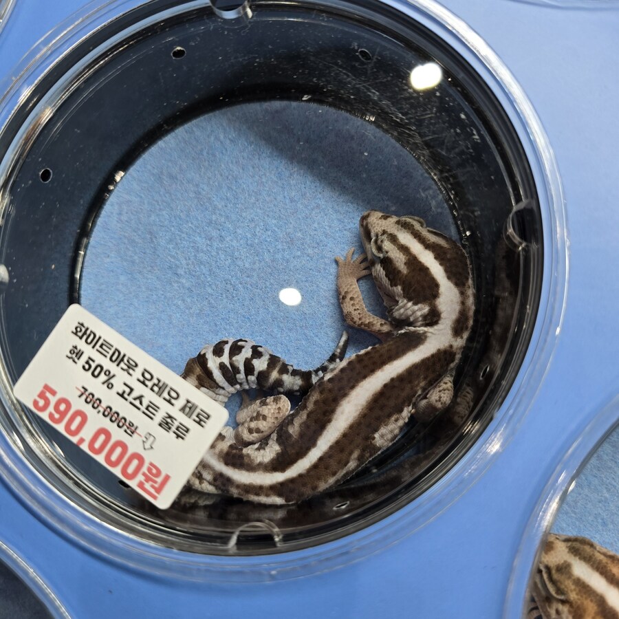 오늘 수원에서 하는 이색애완동물 박람회 다녀왔습니다._7.jpg