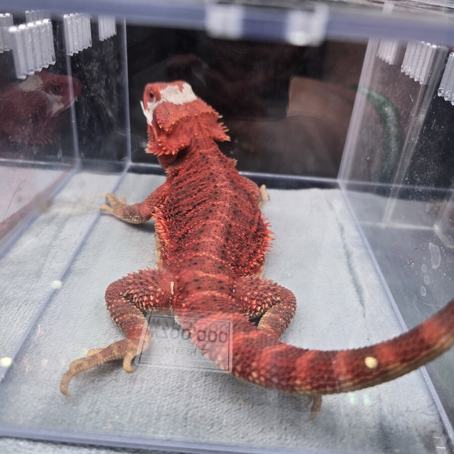 오늘 수원에서 하는 이색애완동물 박람회 다녀왔습니다._12.jpg