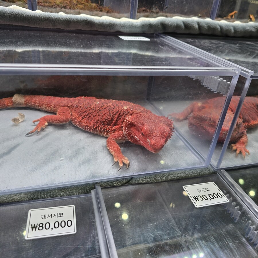 오늘 수원에서 하는 이색애완동물 박람회 다녀왔습니다._14.jpg