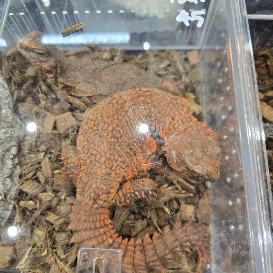 오늘 수원에서 하는 이색애완동물 박람회 다녀왔습니다._16.jpg