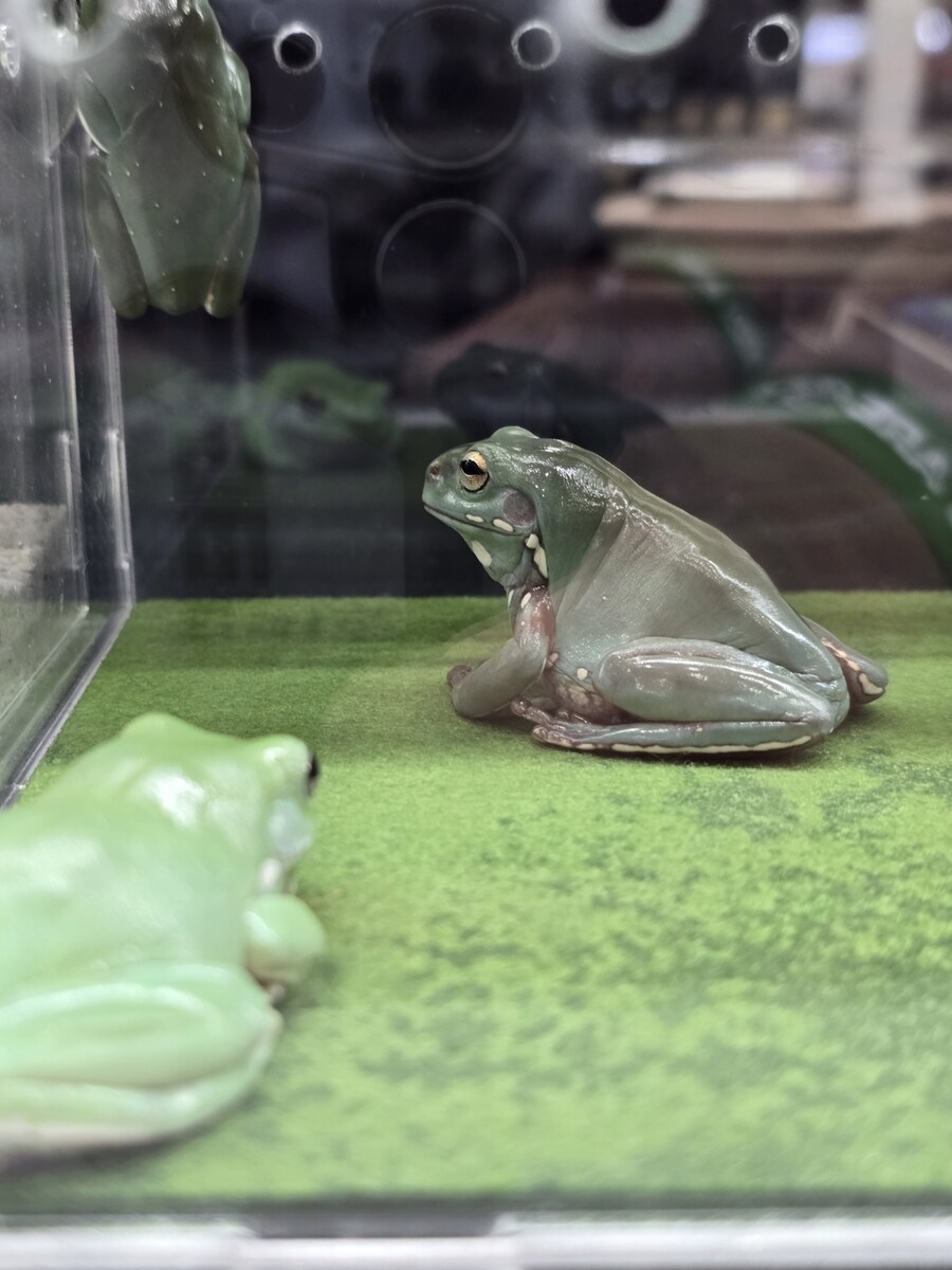 오늘 수원에서 하는 이색애완동물 박람회 다녀왔습니다._17.jpg