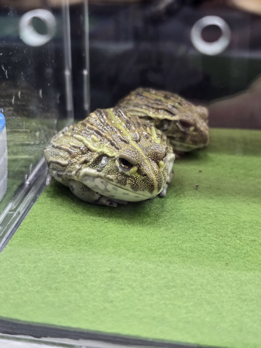 오늘 수원에서 하는 이색애완동물 박람회 다녀왔습니다._18.jpg