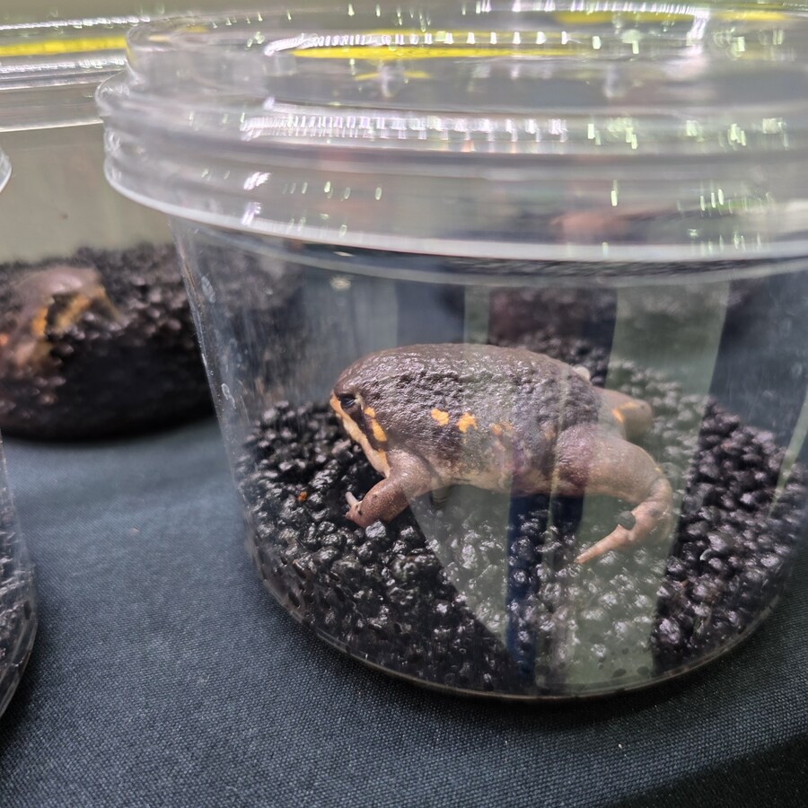 오늘 수원에서 하는 이색애완동물 박람회 다녀왔습니다._20.jpg