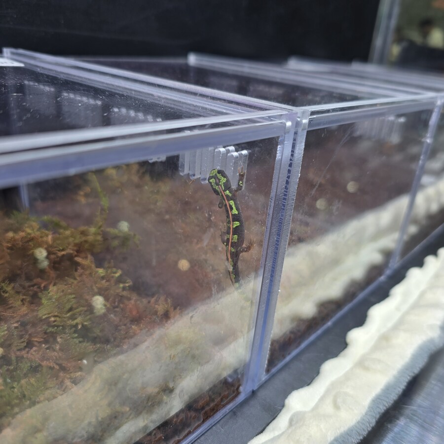 오늘 수원에서 하는 이색애완동물 박람회 다녀왔습니다._24.jpg