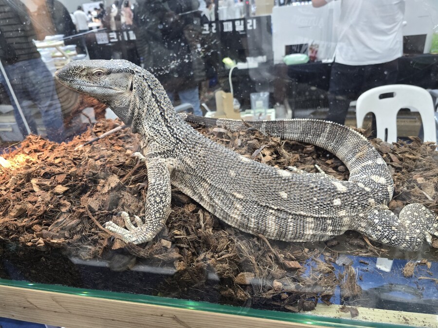 오늘 수원에서 하는 이색애완동물 박람회 다녀왔습니다._26.jpg