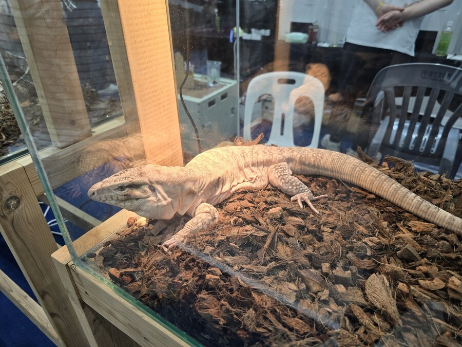 오늘 수원에서 하는 이색애완동물 박람회 다녀왔습니다._27.jpg