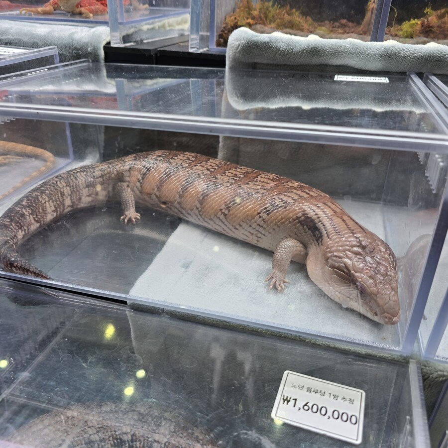 오늘 수원에서 하는 이색애완동물 박람회 다녀왔습니다._28.jpg