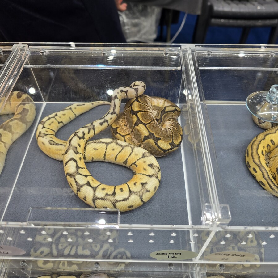 오늘 수원에서 하는 이색애완동물 박람회 다녀왔습니다._49.jpg