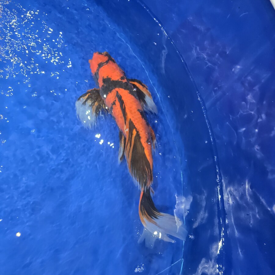 오늘 수원에서 하는 이색애완동물 박람회 다녀왔습니다._52.jpg