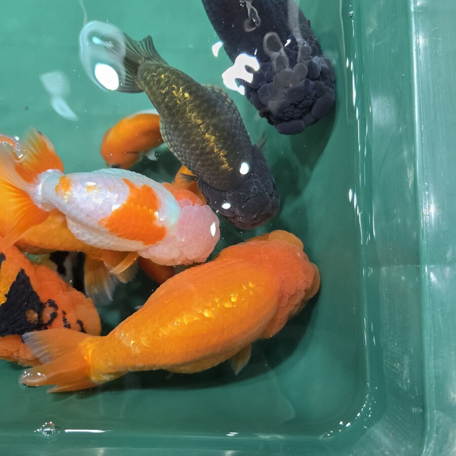 오늘 수원에서 하는 이색애완동물 박람회 다녀왔습니다._56.jpg