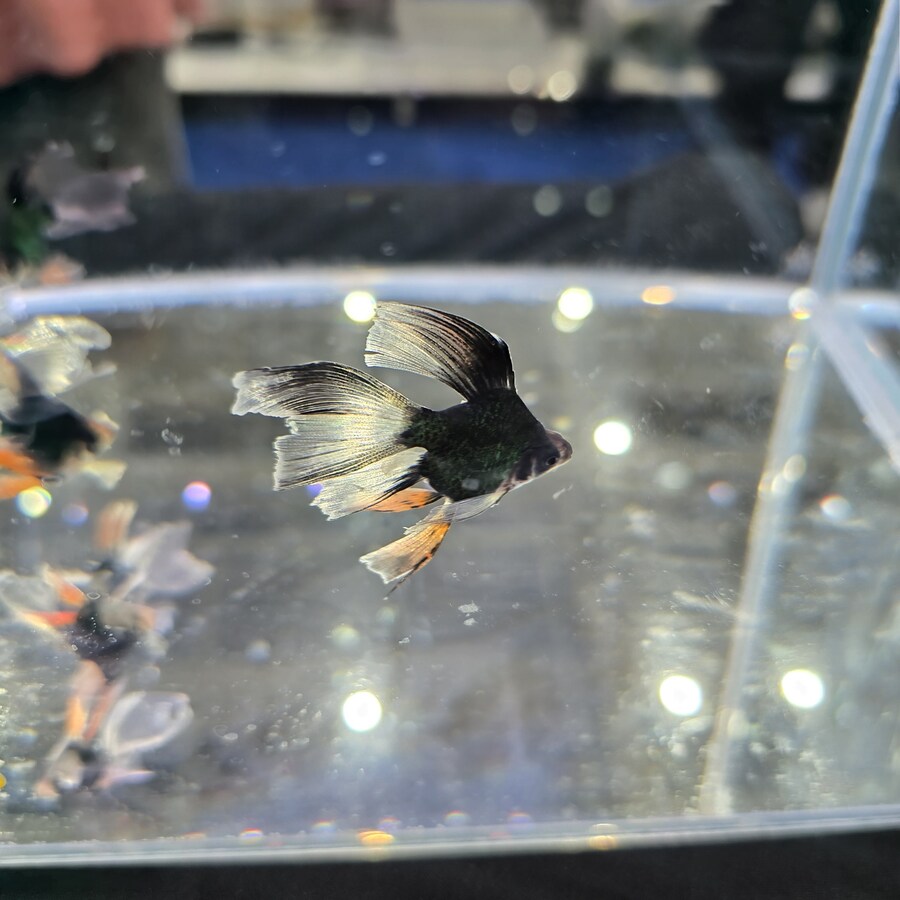 오늘 수원에서 하는 이색애완동물 박람회 다녀왔습니다._67.jpg