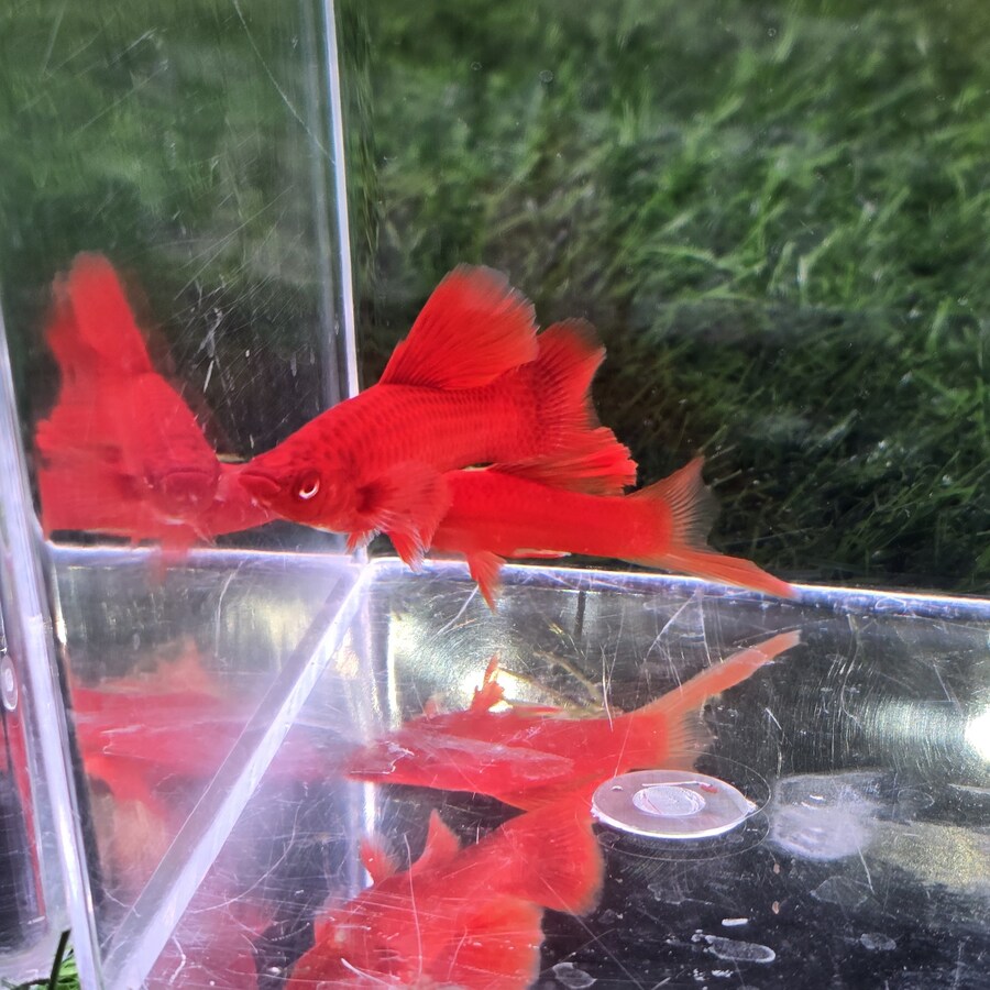 오늘 수원에서 하는 이색애완동물 박람회 다녀왔습니다._68.jpg