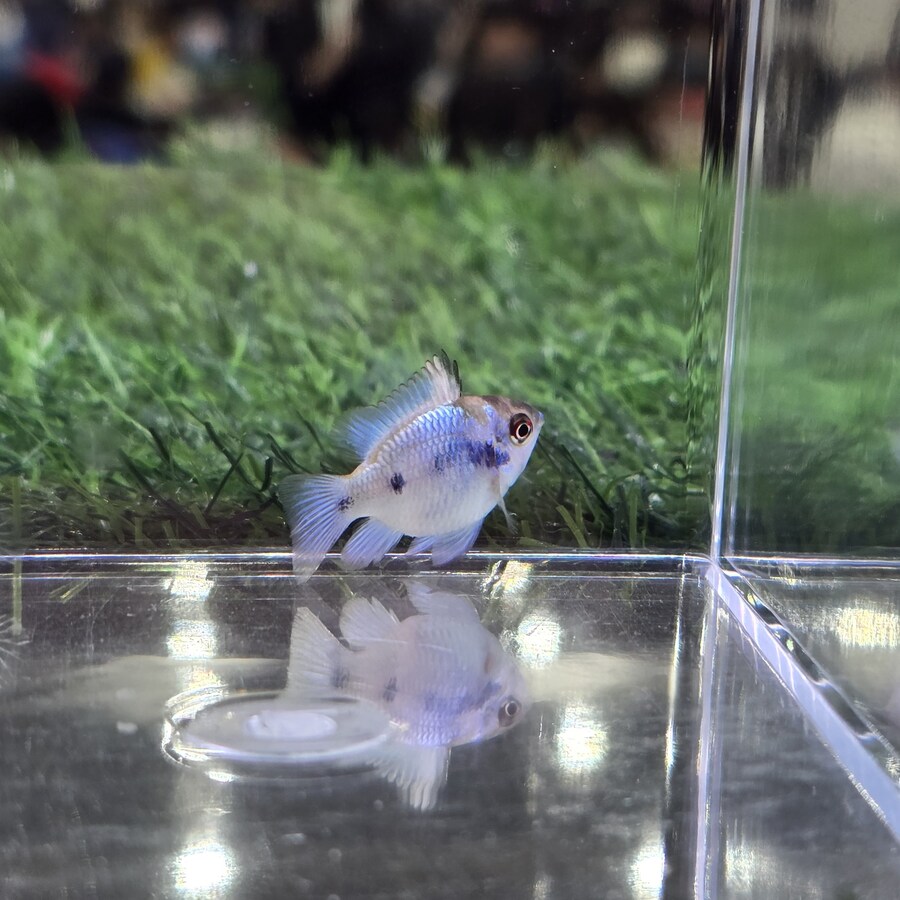 오늘 수원에서 하는 이색애완동물 박람회 다녀왔습니다._69.jpg