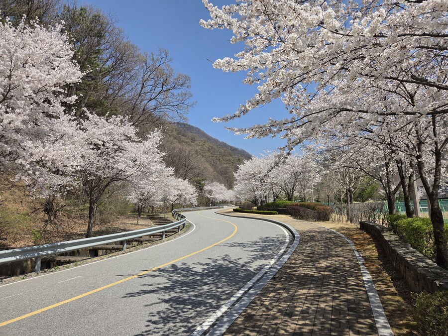 벗꽃보고 가세요_5.jpg