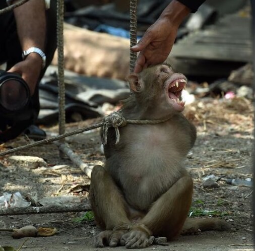 원숭이 아저씨의 대모험_137.png