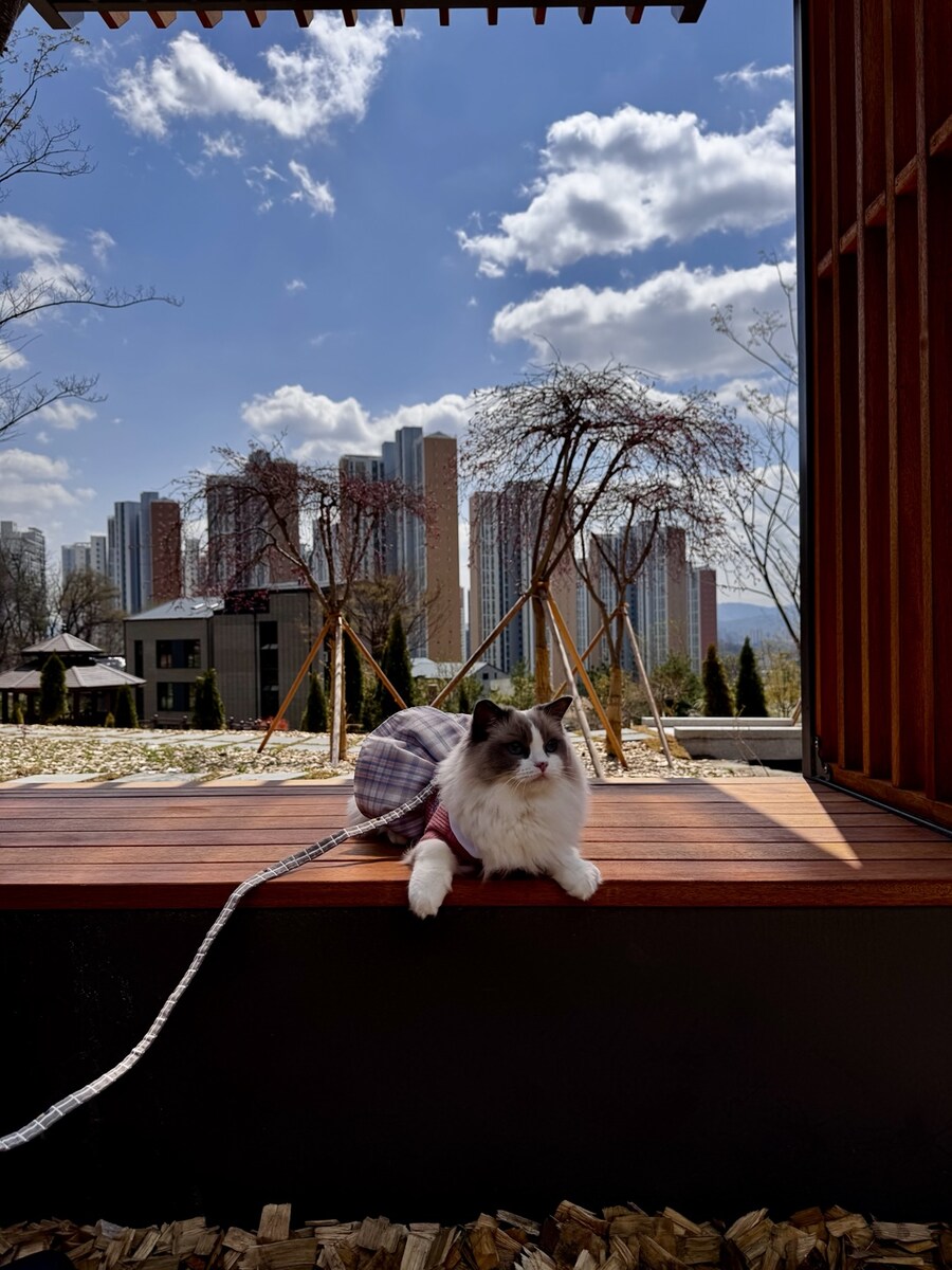 록희의 생일, 산책, 건강검진_7.jpg