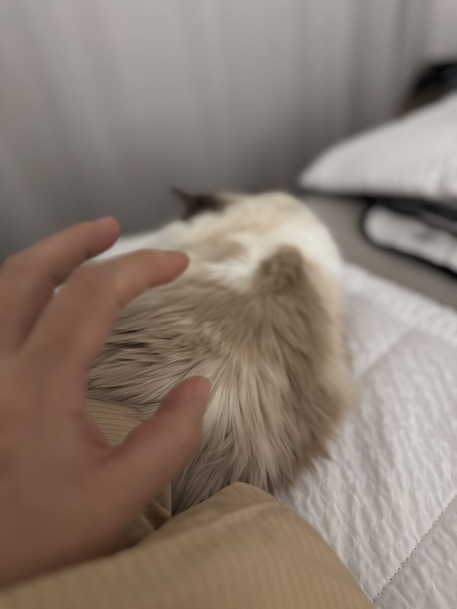 록희의 생일, 산책, 건강검진_11.jpg