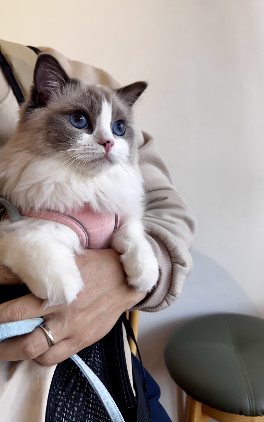 록희의 생일, 산책, 건강검진_17.jpg