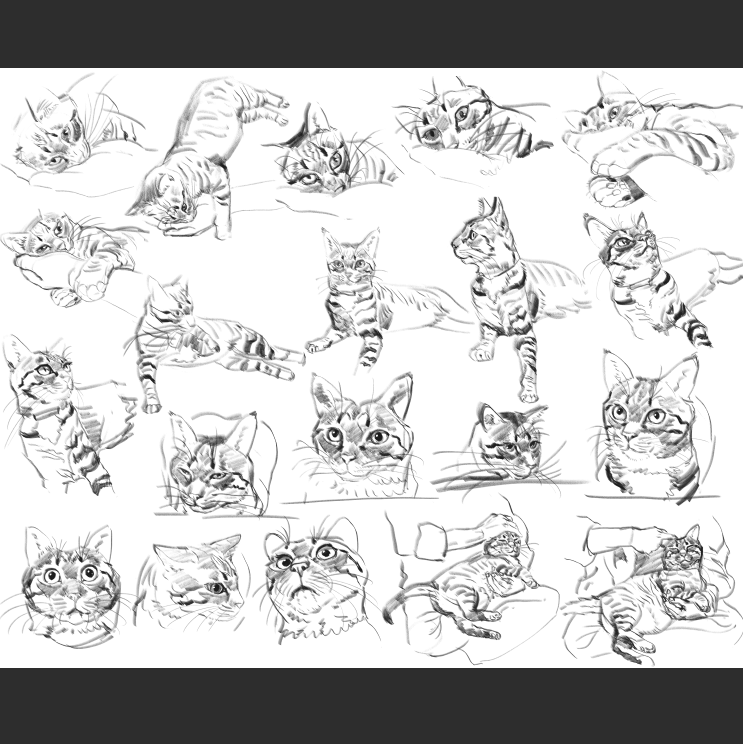 우리집 고양이 보고가셈_3.png