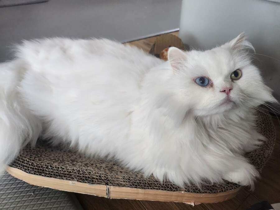 우리집 귀족냥이~_1.jpg