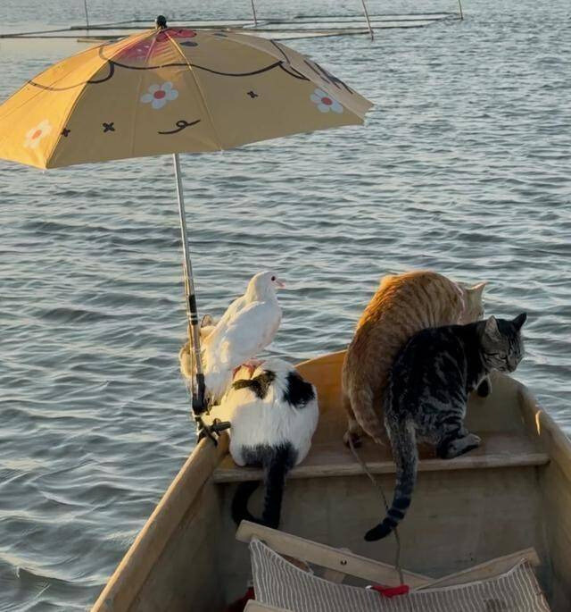 나는 낭만 고양이~~~(진짜진짜 레알임)_2.jpg