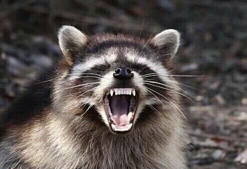 기후위기 관련해서 과학자들이 암 걸리는 이유_6.jpg