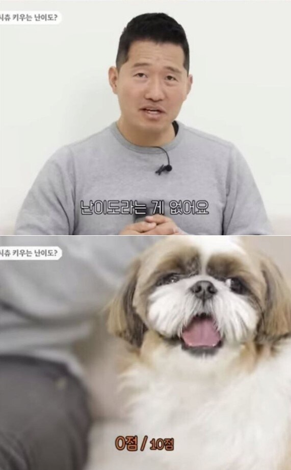 시츄에 대해 많이들 오해하는게 있는데_5.jpg