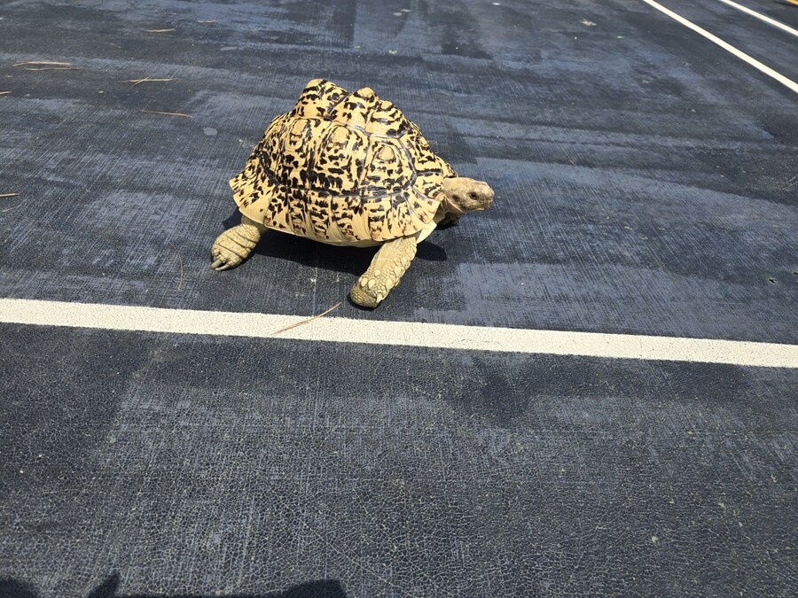 (스압주의)레오파드 육지거북이 골드 대리고 산책 나왔습니다._2.jpg