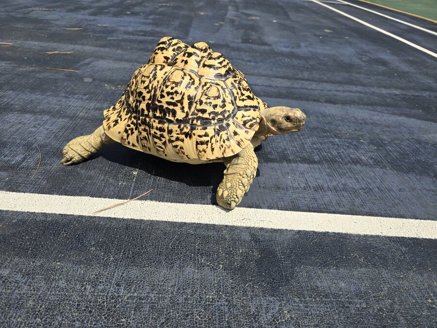 (스압주의)레오파드 육지거북이 골드 대리고 산책 나왔습니다._3.jpg