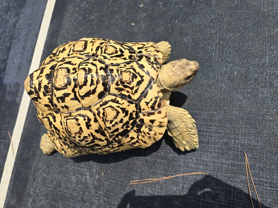(스압주의)레오파드 육지거북이 골드 대리고 산책 나왔습니다._4.jpg