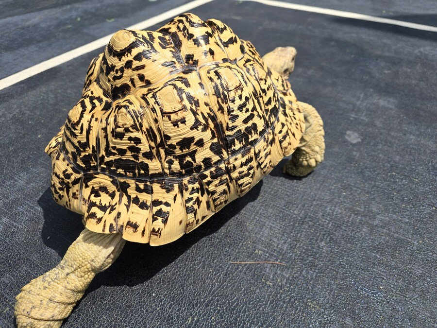 (스압주의)레오파드 육지거북이 골드 대리고 산책 나왔습니다._5.jpg