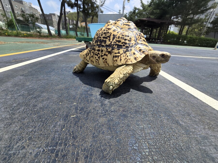(스압주의)레오파드 육지거북이 골드 대리고 산책 나왔습니다._12.jpg