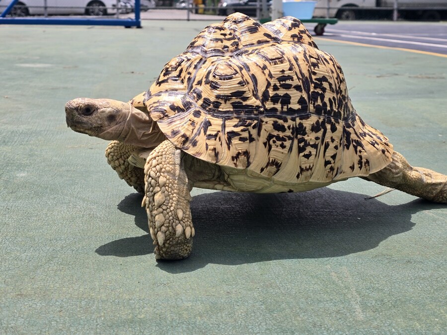(스압주의)레오파드 육지거북이 골드 대리고 산책 나왔습니다._29.jpg