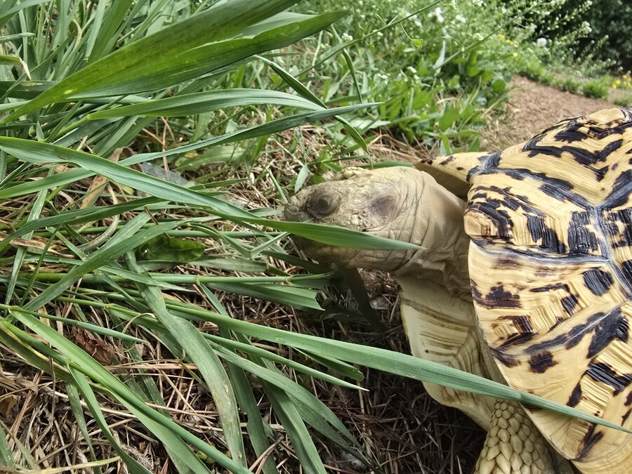 (스압주의)레오파드 육지거북이 골드 대리고 산책 나왔습니다._32.jpg