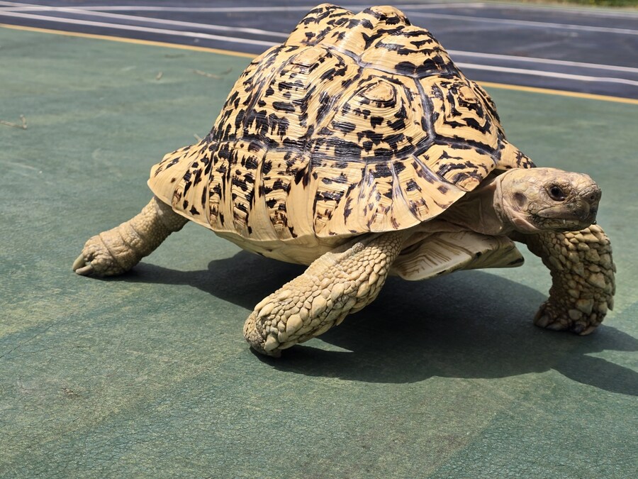 (스압주의)레오파드 육지거북이 골드 대리고 산책 나왔습니다._30.jpg