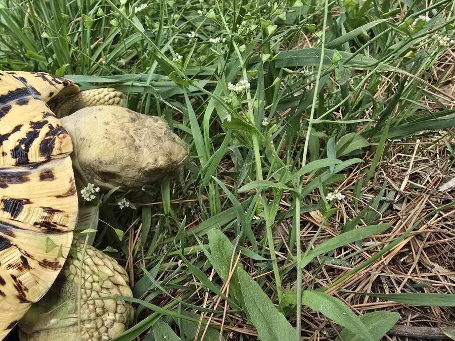 (스압주의)레오파드 육지거북이 골드 대리고 산책 나왔습니다._36.jpg