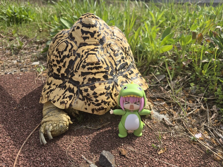 (스압주의)레오파드 육지거북이 골드 대리고 산책 나왔습니다._39.jpg